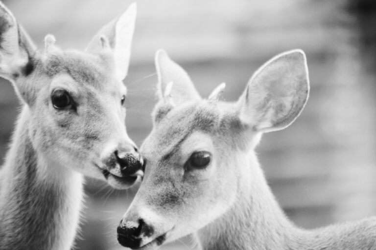 Harmony in Coexistence: The Bond Between Humans and Animals